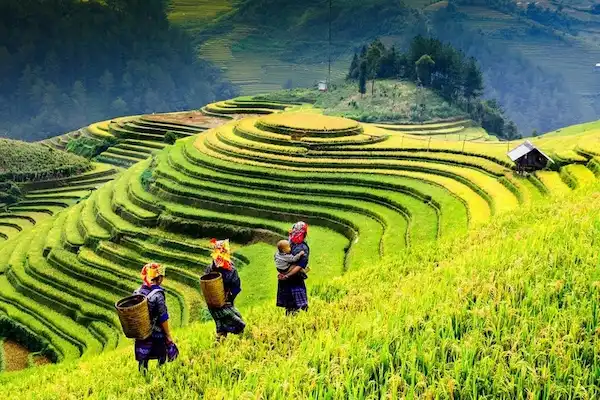 a-lush-green-rice-terraces-stretching-across-mountain-hillsides