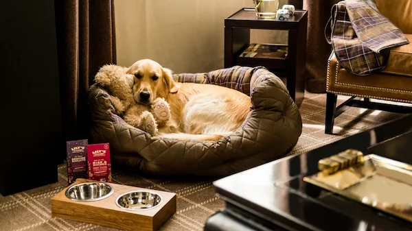 Person feeding their dog from a bowl in a hotel room - pet-friendly amenities - pet food bowls provided