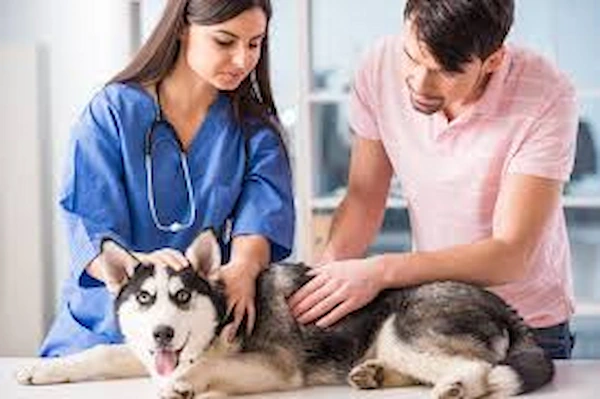 Person holding their pet while a veterinarian performs an examination - vet comfort and care - gentle touch